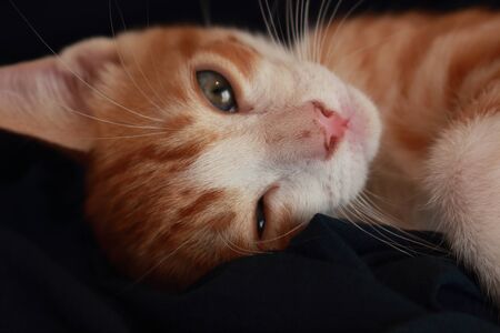 Wonderful little cat posing in front of the camera for several nice shots, Barcelona, Spain.の写真素材