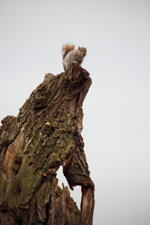 A lonely squirrel feeds itself while watching tourists from the top of an ancient tree, Hyde Park, London.の写真素材