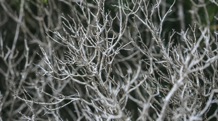 Dried plantの写真素材