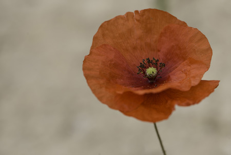 Beautiful flowers in the parkの写真素材
