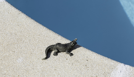 cocodrile near the swimming poolの写真素材