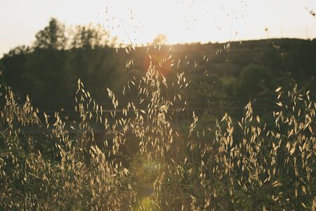Sunset in a field