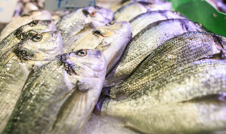 Fresh seafood in a food market of Barcelonaの写真素材