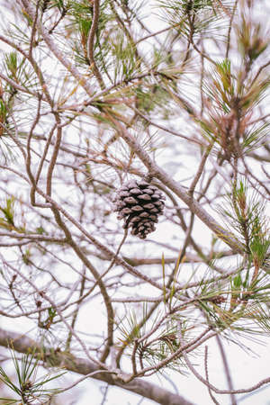 Pinecone on the tree