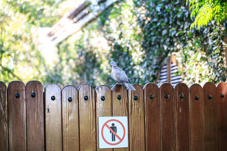 Dove on a wooden doorの写真素材