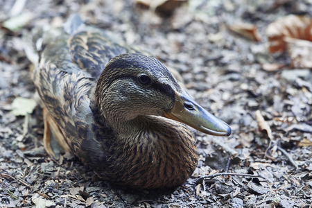 Young duck in the forestの写真素材