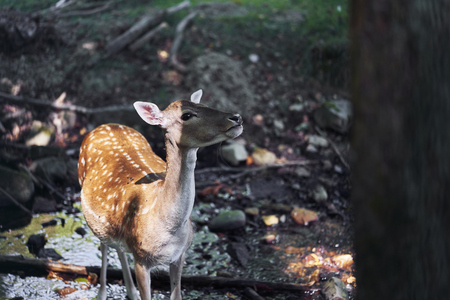 young deer in the forestの写真素材