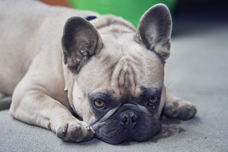 Adorable French Bulldog faceの写真素材