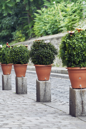 Flower pot in the streetの写真素材