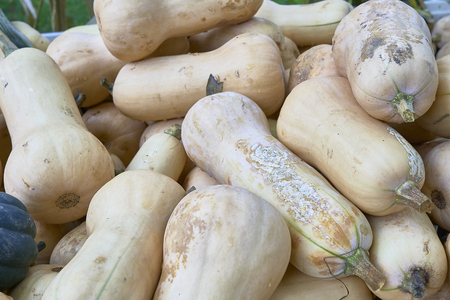 Group of pumpkins of different colors.Halloween staffの写真素材