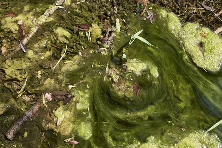 Green frog in a green water