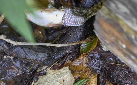 Snake eating a little fish