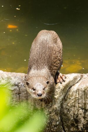 An oriental small-clawed otter / Aonyx cinerea / Asian small-clawed otterの写真素材
