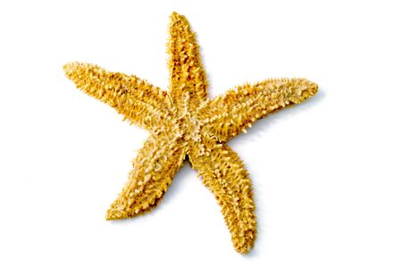Starfish on a white backgroundの写真素材