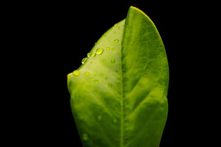 Leaf with raindrops, macro shot over a black background