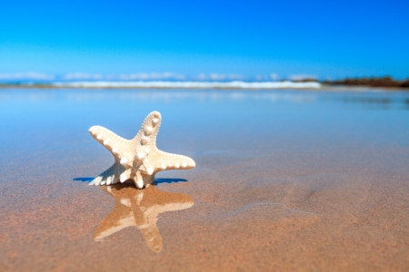 Starfish in the beach with the ocean background and seascapeの写真素材