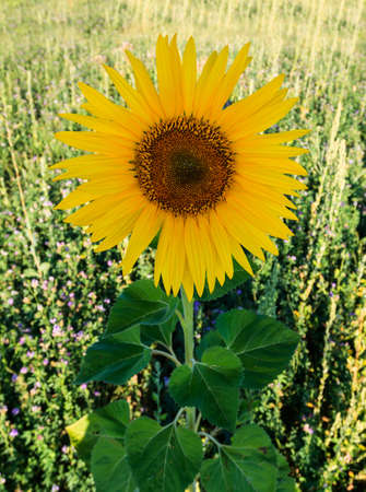 Unique blooming sunflower in a fieldの写真素材