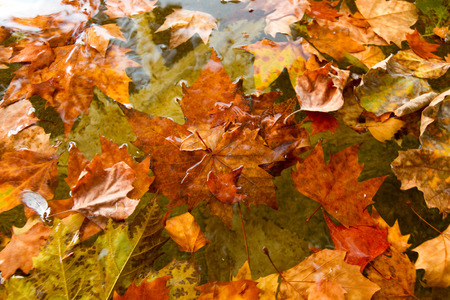 Autumn fall of leaves in a pond