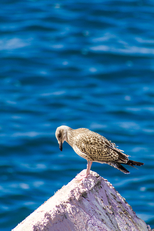 One seagull side view  Nature conceptの写真素材