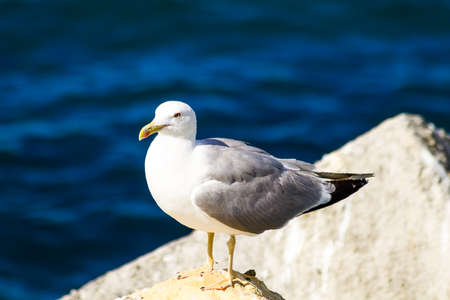 One seagull side view  Nature conceptの写真素材