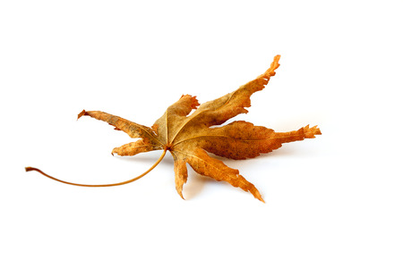 Close-up of maple autumn leaf on white, selective focus