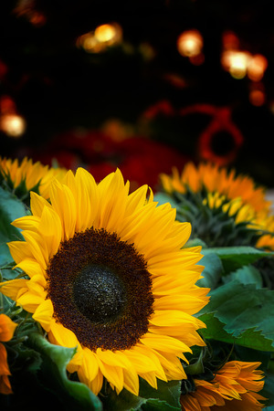 Sunflowers on flowers market in Amsterdam, Netherlandsの写真素材