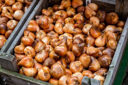 Tulip bulbs in Amsterdam in the flowers marketの写真素材