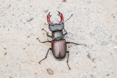 Close up of an insect Beetle Hexarthrius deyrollei, beetle or bugの写真素材