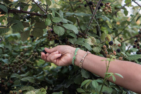 A woman picking fresh blackberries in a gardenの写真素材