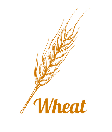 Hand drawn cereal crops sketches. Gluten food ingredient engraving retro vintage style.のイラスト素材