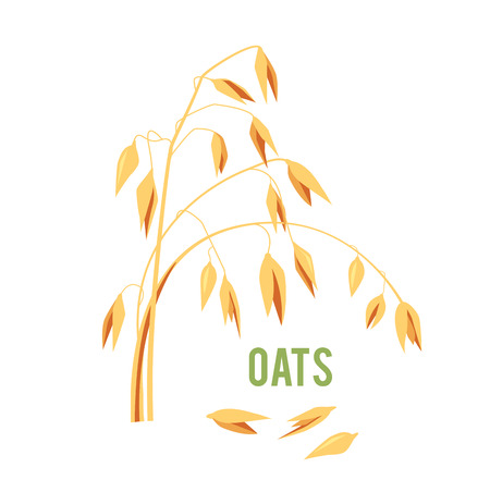 Oats cereals grain. Vector illustration isolated on white background. Oat plant isolated on white.のイラスト素材