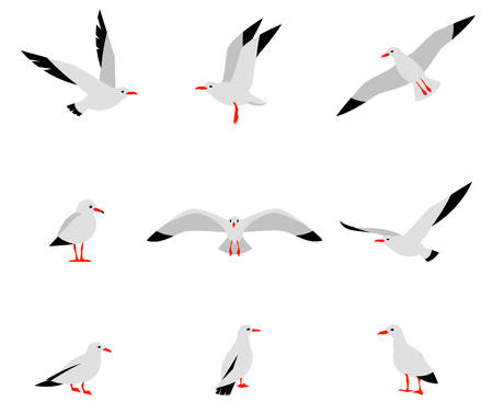 Seabirds. Set of beautiful seagulls in a flat style isolated on white background.のイラスト素材
