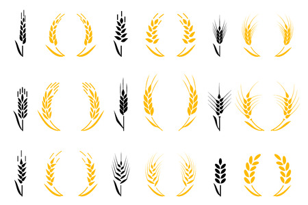 Agriculture wheat. For Identity Style of Natural Product Company and Farm Company. Organic wheat, bread agriculture and natural eat.のイラスト素材