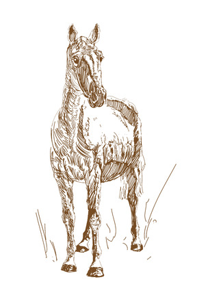 vintage style engraved hand drawn horses. Horse doodle.のイラスト素材