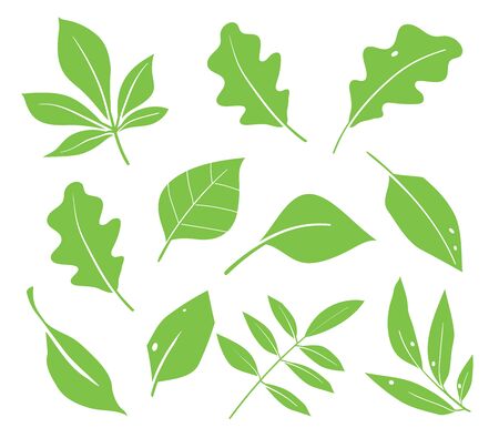 Leaves icon vector. Various shapes of green leaves of trees and plants. Elements for eco and bio. Green leaf icons set on white background.のイラスト素材