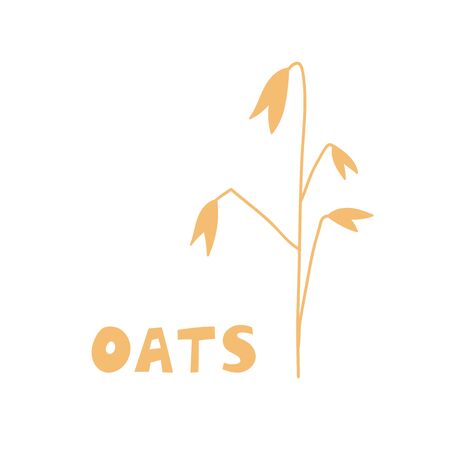 Oat plants. Agriculture wheat Template vector icon design. Oat groats flakes isolated on white background. Flat illustration of grains. Healthy nutrition packaging concept design.のイラスト素材