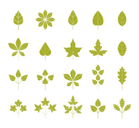 Set of green leaves isolated on white background. Vector illustration. Leaf logo design. Abstract leaf icons natural set. Autumn herbarium.のイラスト素材