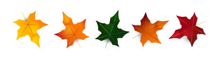 Collection of autumn leaves: oak, maple, hawthorn, aspen. Set of yellow, orange and red leaf, isolated on white background. Herbarium, botany.のイラスト素材