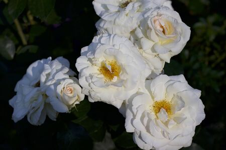 White shrub rose from the gardenの写真素材