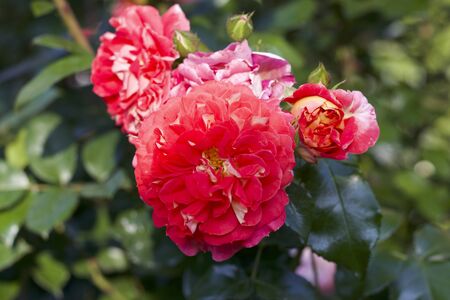 Red peonies from the gardenの写真素材