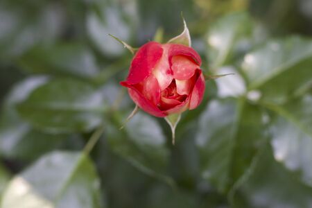 Red rosebud from the garden, slightly openの写真素材