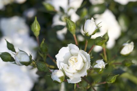 White rose with buds from the gardenの写真素材