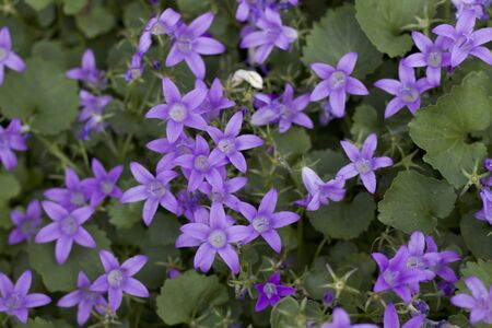 Perennial flowerbed from your own gardenの写真素材