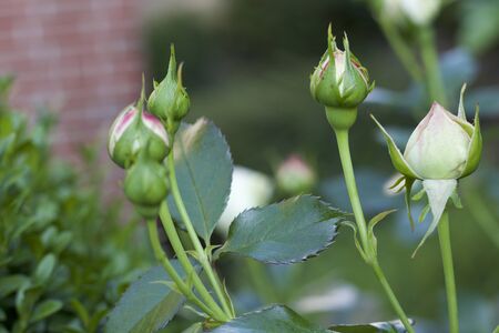 Rosebuds from your own garden from the sideの写真素材