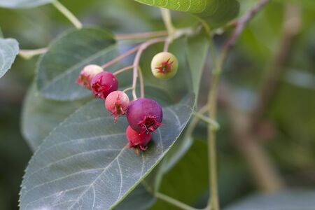 Red berries in own gardenの写真素材
