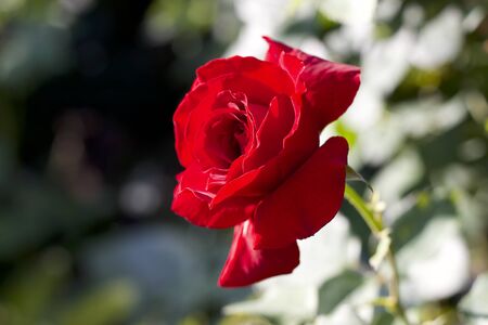 Red rose from your own gardenの写真素材