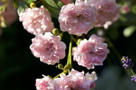 Peonies from our own gardenの写真素材