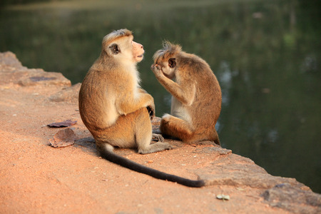 Rhesus macaque grooming a male, Jaipur, India