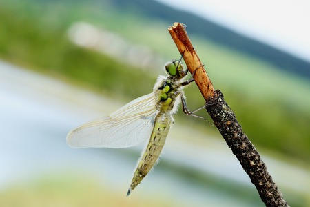 dragonfly on a stickの写真素材