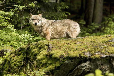 European wolf, Europaeischer Wolf, Canis lupus, wolf, CZECH REPUBLIC.